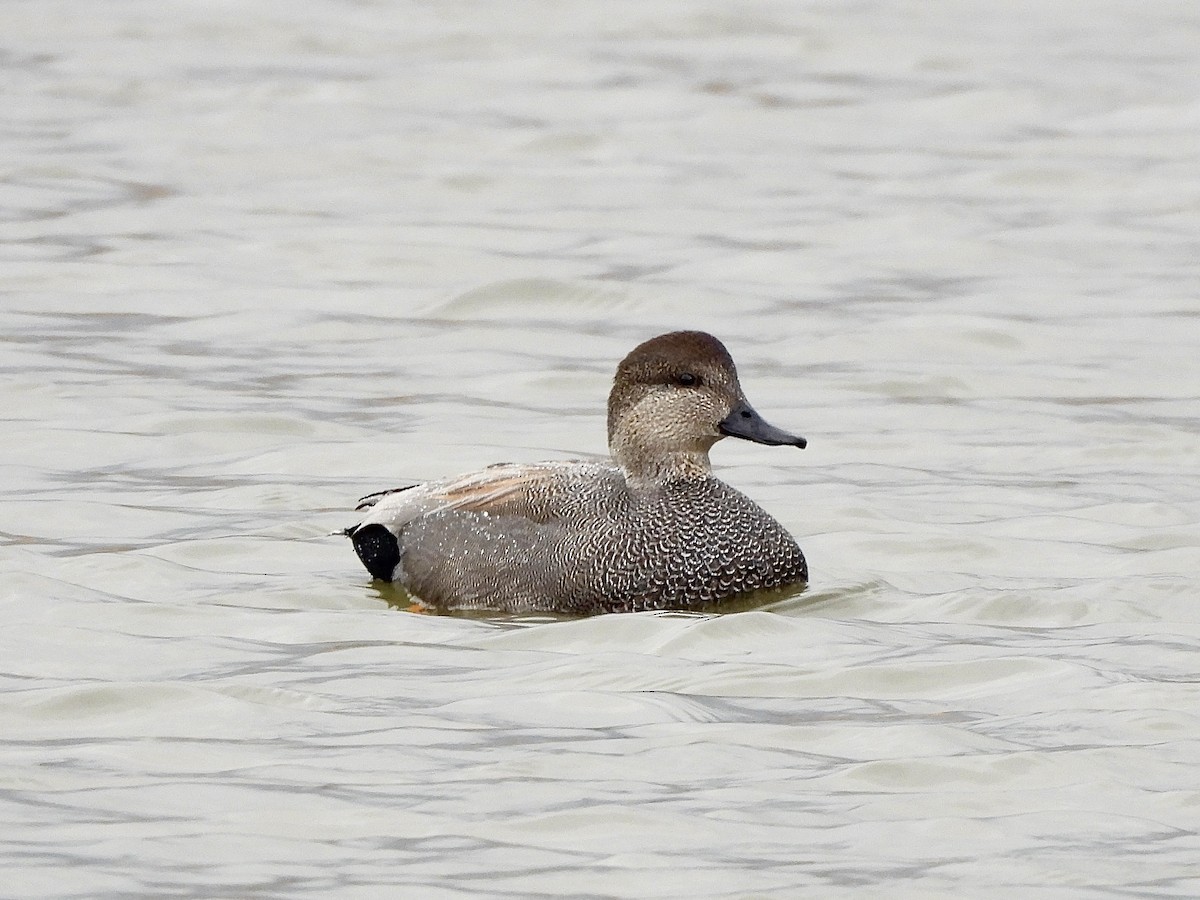 Серая утка - ML645758291