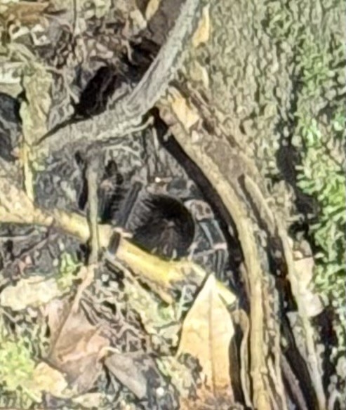 Costa Rican Redleg Tarantula - ML645758293