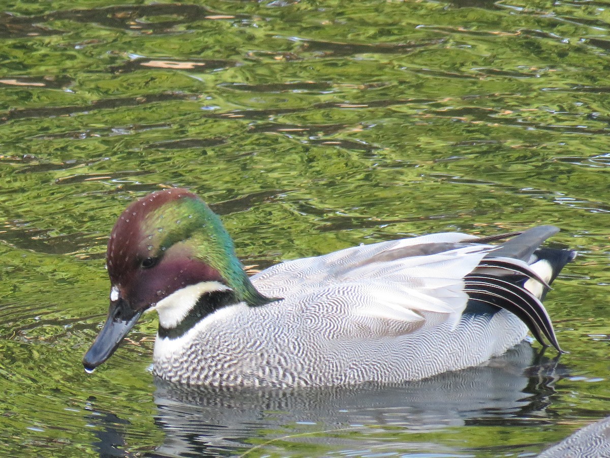 Falcated Duck - ML645758316