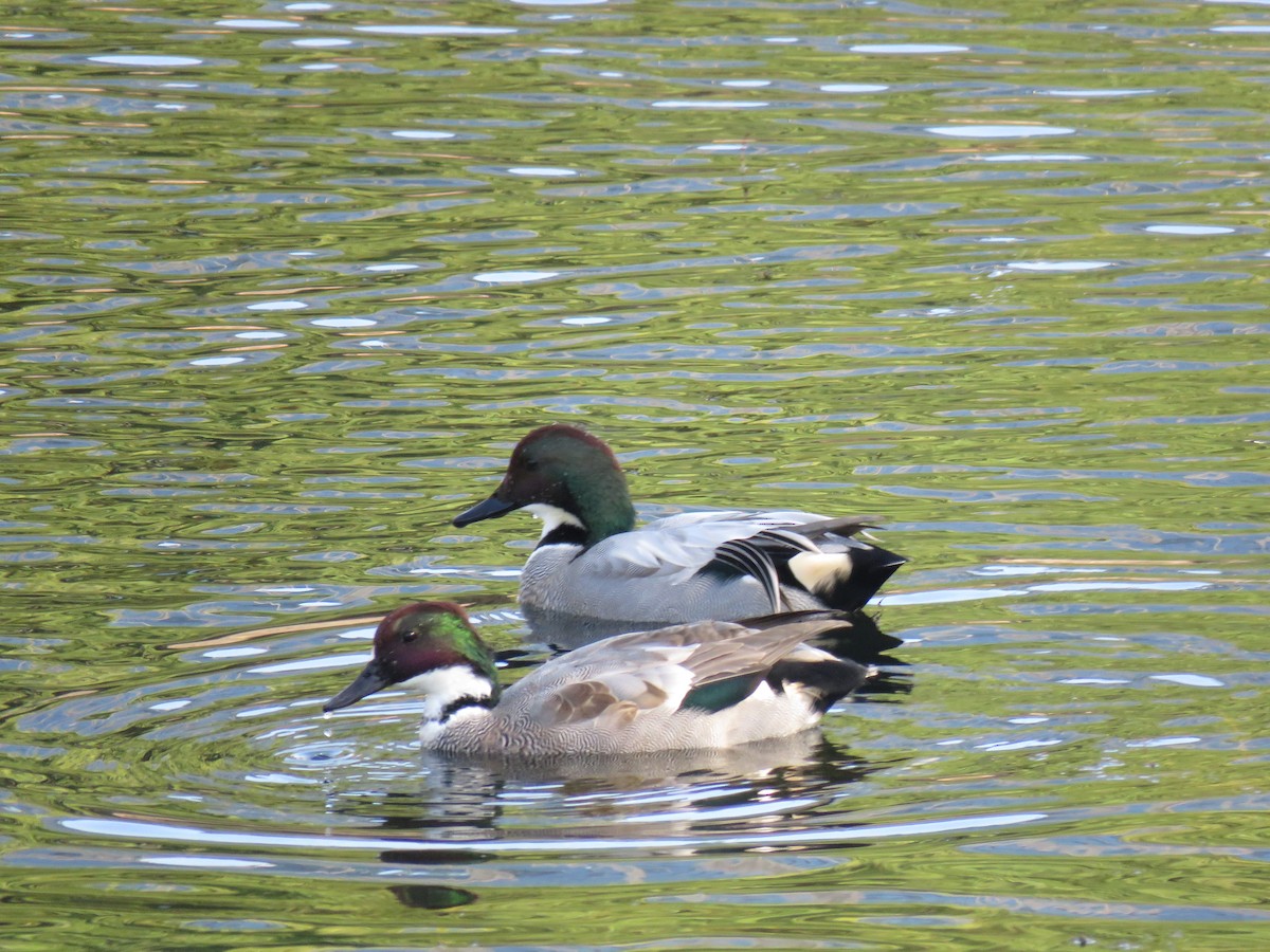Falcated Duck - ML645758317