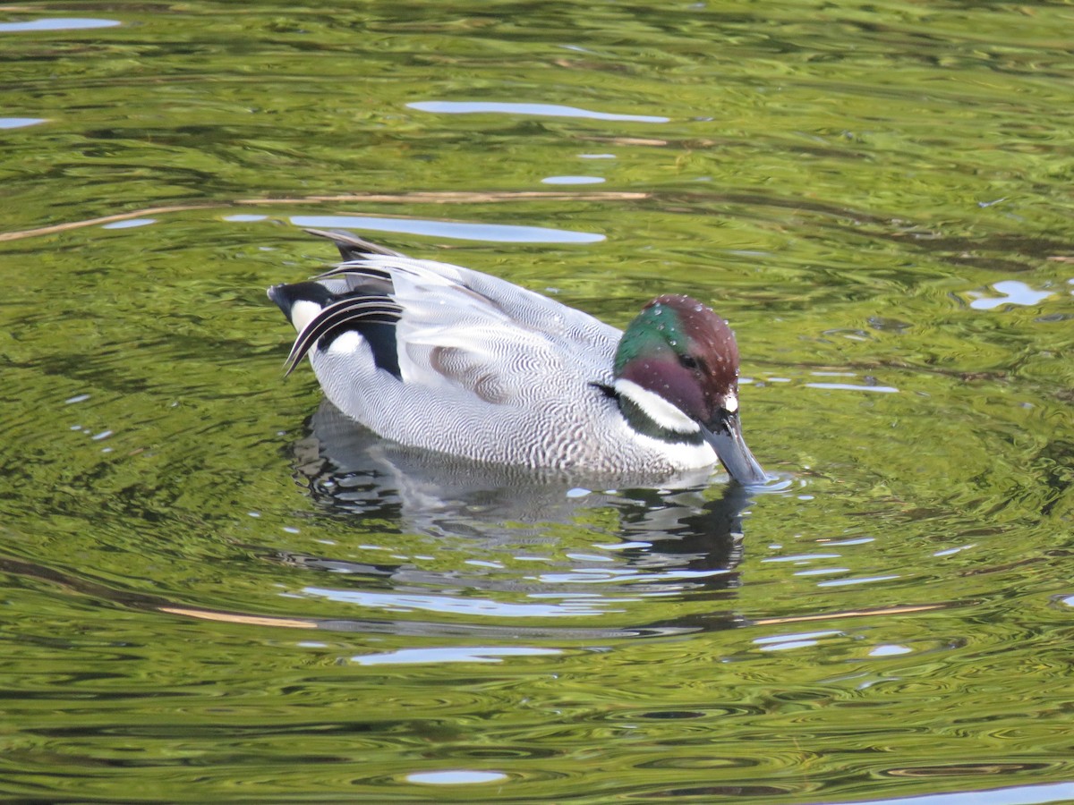 Falcated Duck - ML645758318