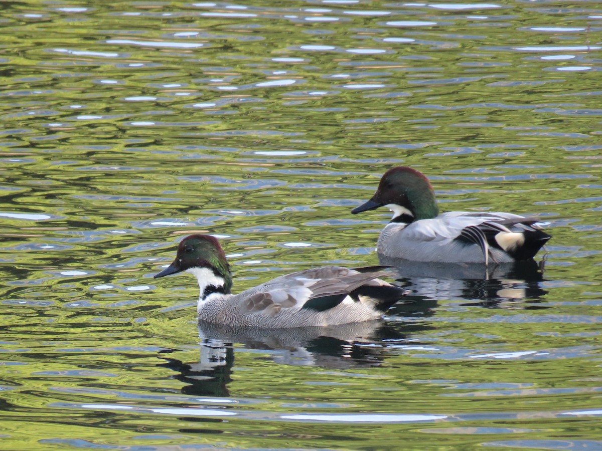 Falcated Duck - ML645758319
