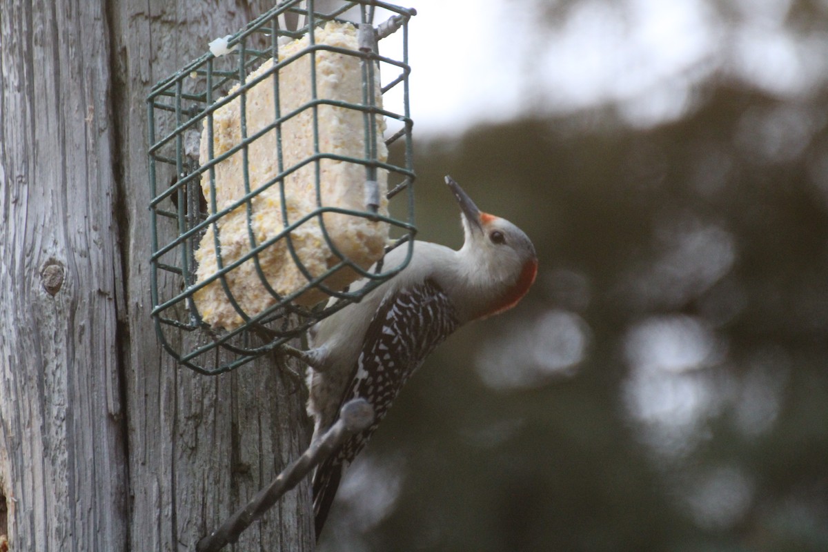 Carpintero de Carolina - ML645758357