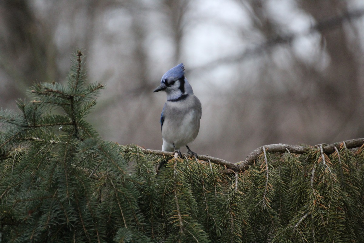 Blue Jay - ML645758369