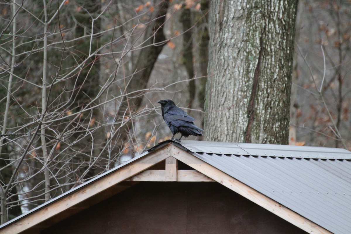 Erroi handia - ML645758373