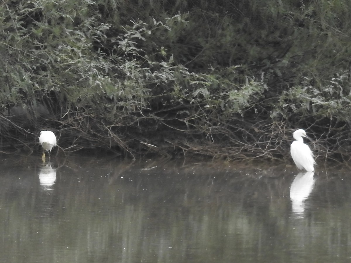 Aigrette neigeuse - ML645758393