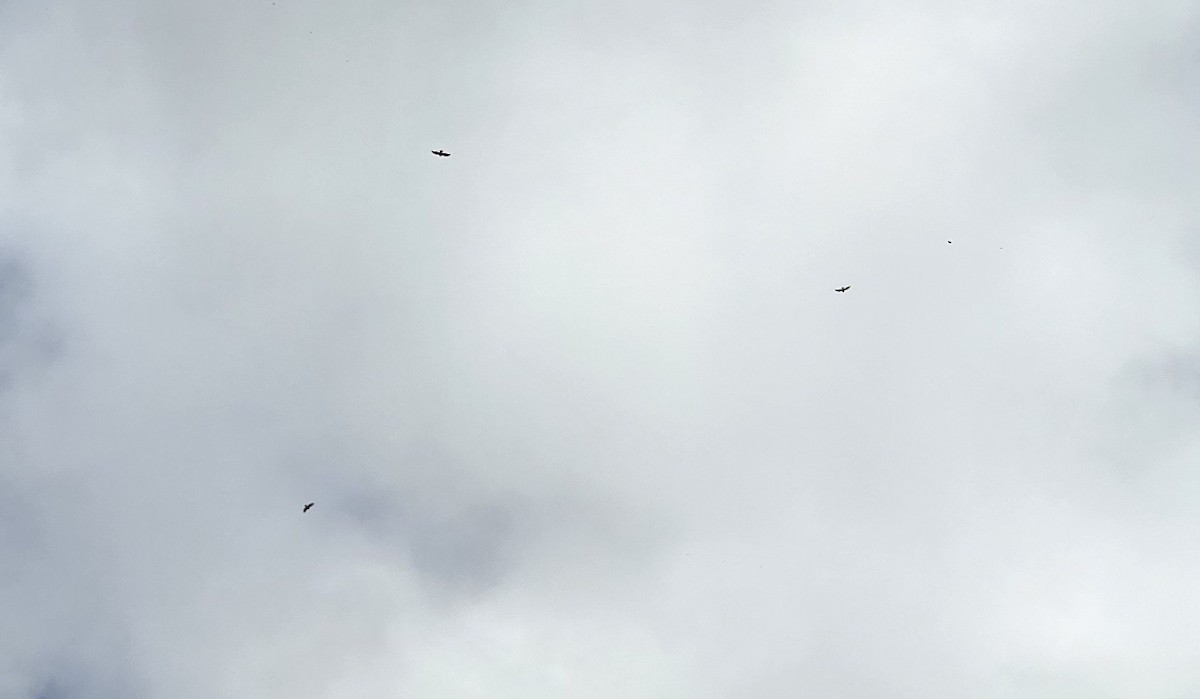 káně havajská - ML645758396