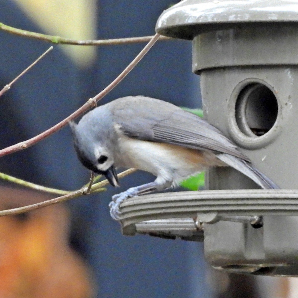 gråduskmeis - ML645758398