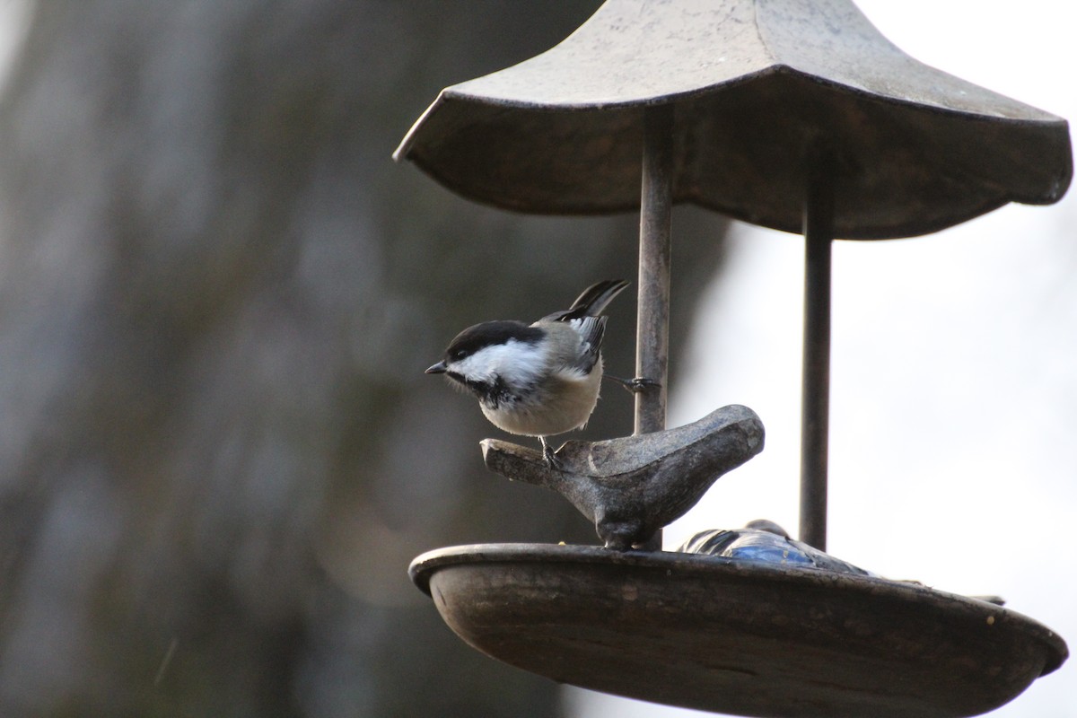 Гаїчка світлокрила - ML645758400