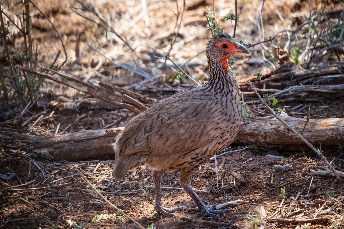 クロアシアカノドシャコ - ML645758405