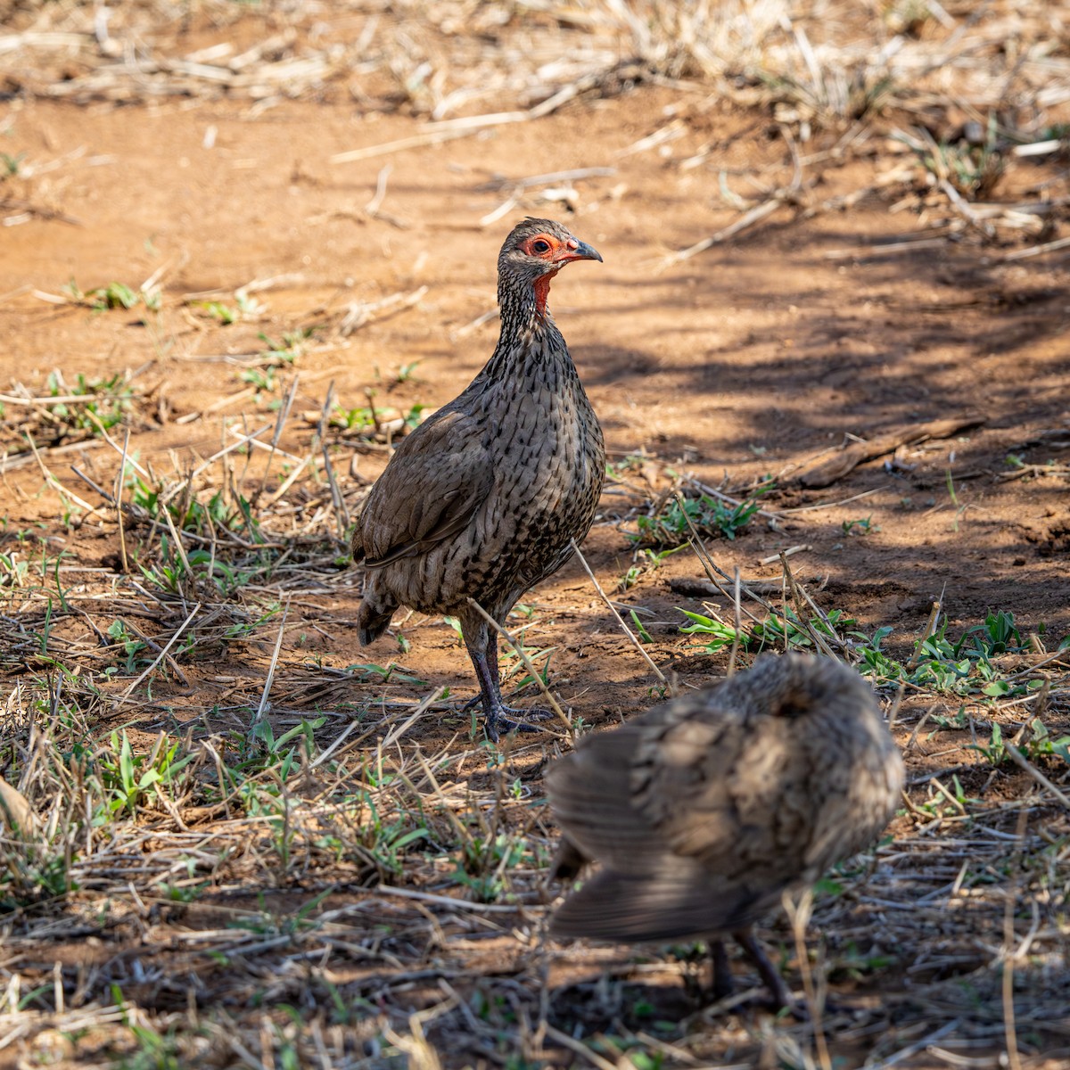 クロアシアカノドシャコ - ML645758406