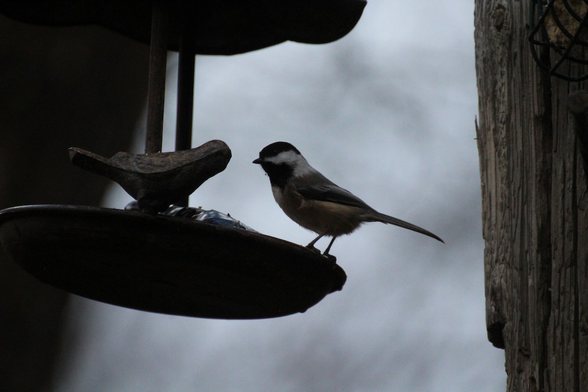 Гаїчка світлокрила - ML645758407