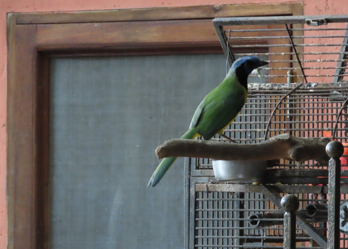 Geai vert - ML645758408