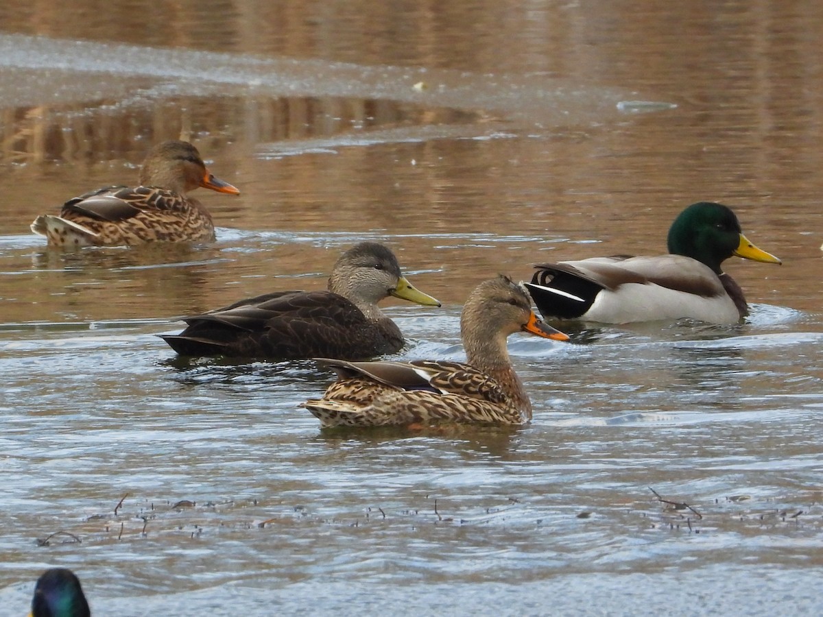 American Black Duck - ML645758418