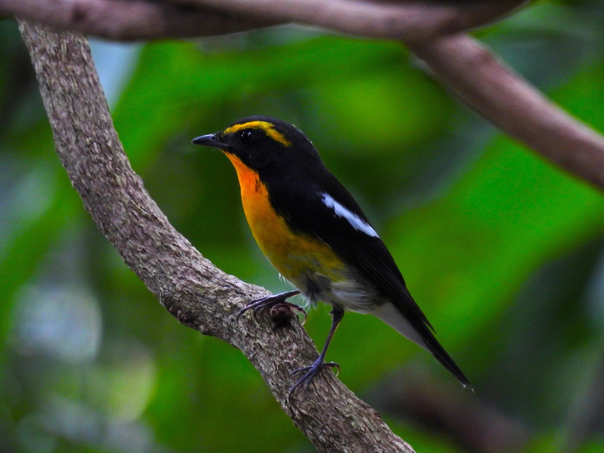黃眉黃鶲 - ML645758426