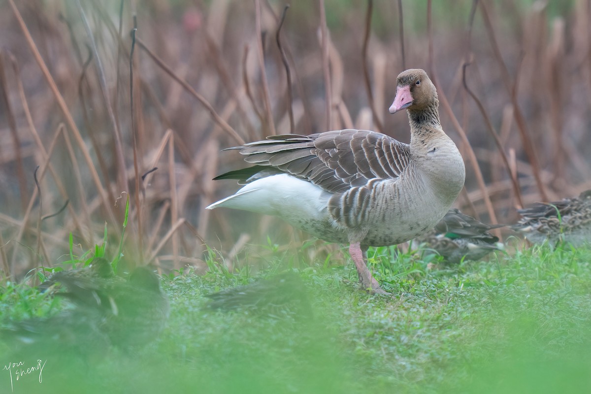 Graylag Goose - ML645758428