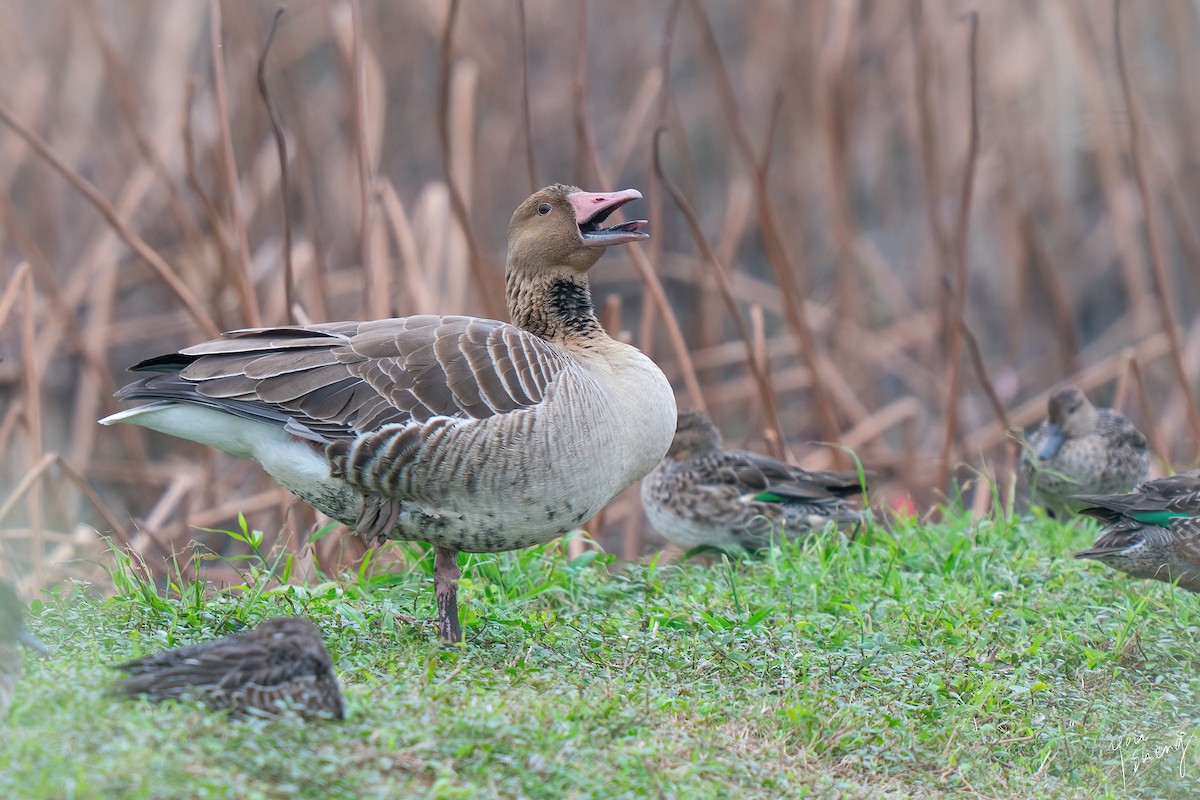 Graylag Goose - ML645758429