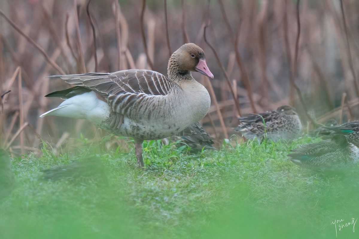 Graylag Goose - ML645758430