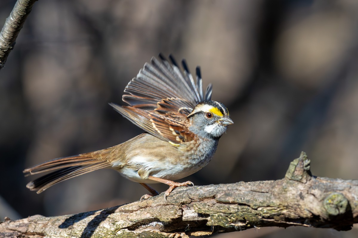 White-throated Sparrow - ML645758432
