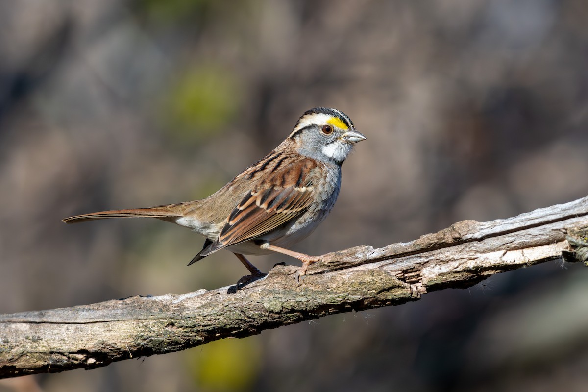 White-throated Sparrow - ML645758433