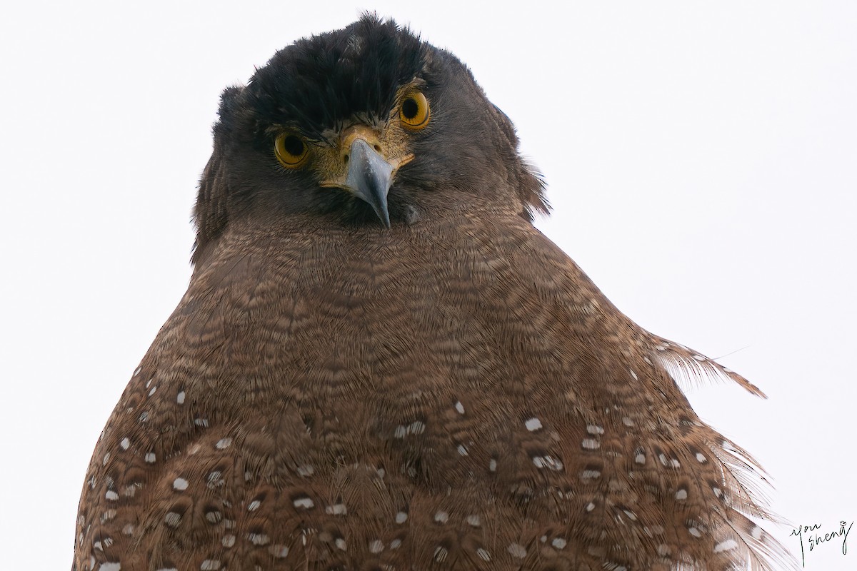 Хохлатый змееяд - ML645758443