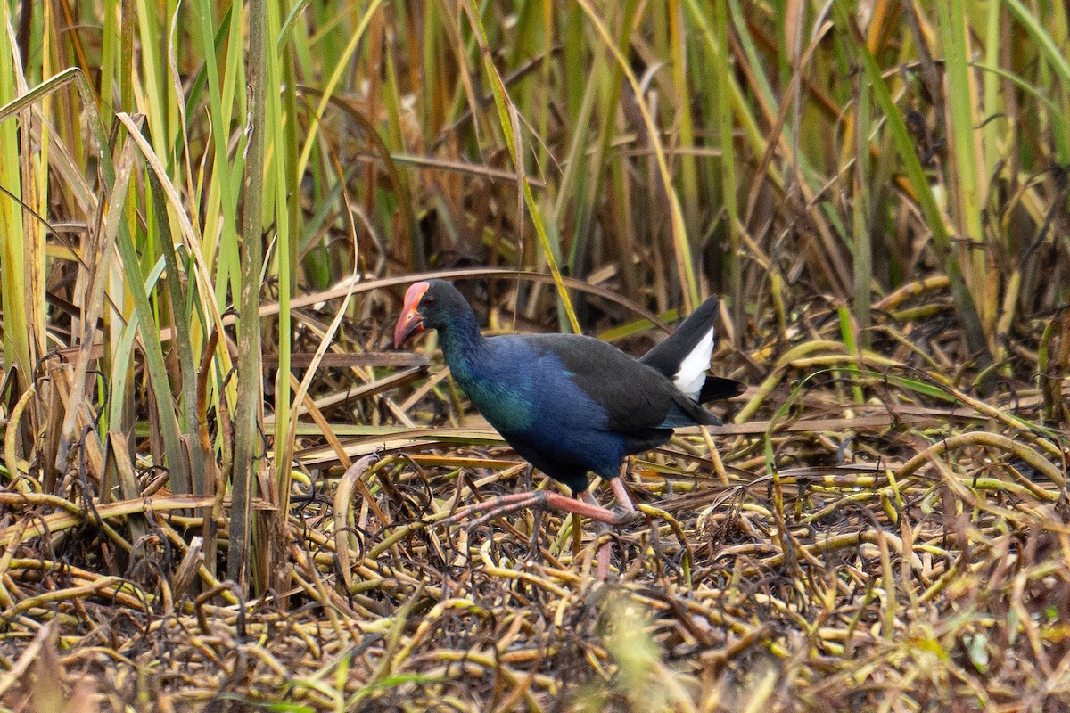 Black-backed Swamphen - ML645758446