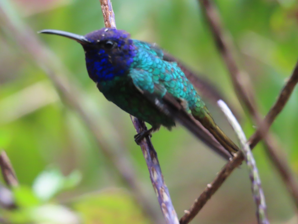 kolibřík zlatochvostý - ML645758451