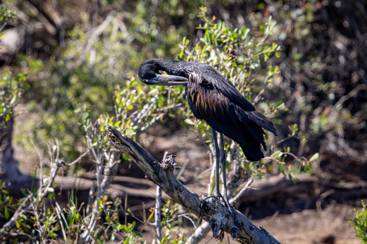 Matxardamoko beltza - ML645758453