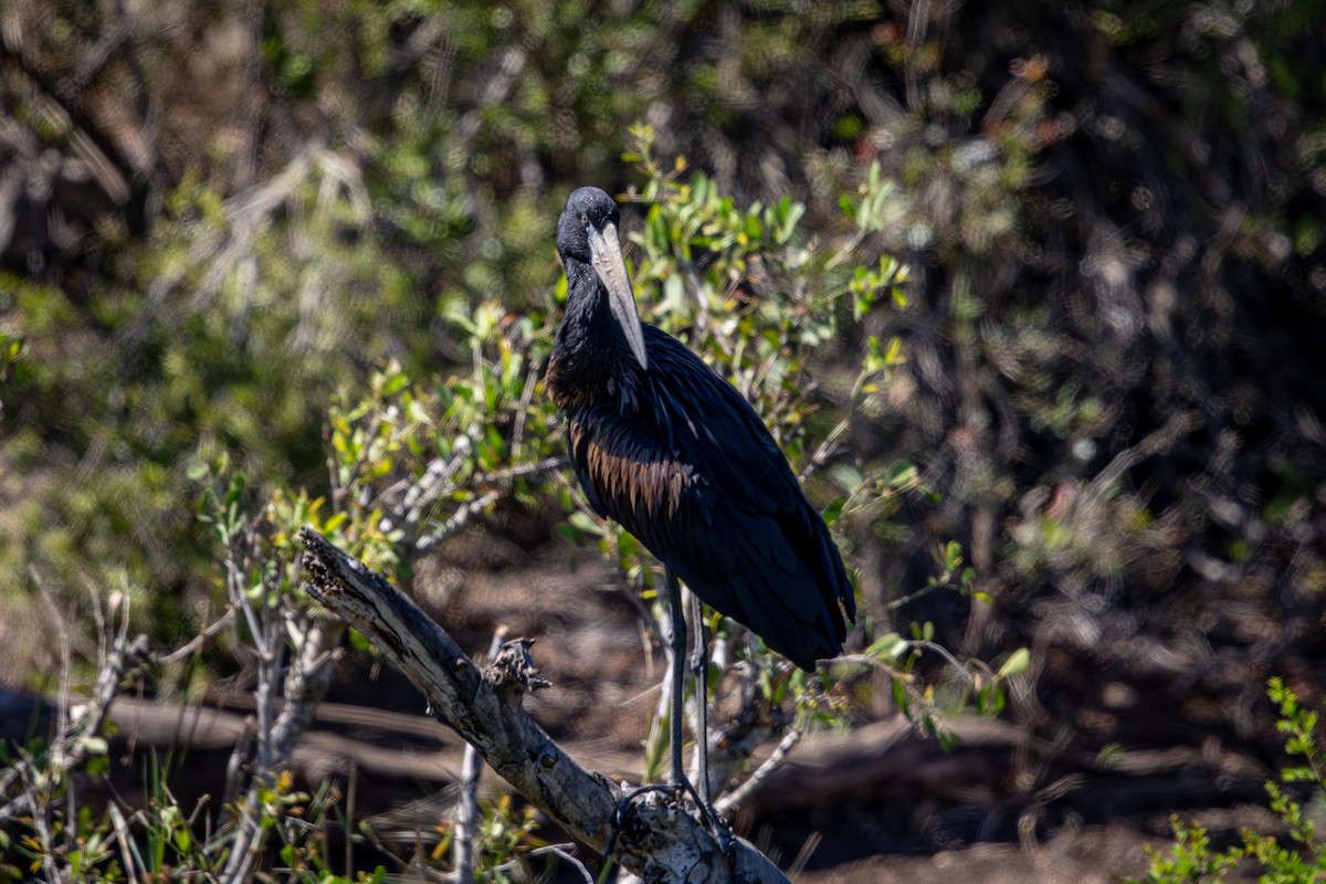 Matxardamoko beltza - ML645758454