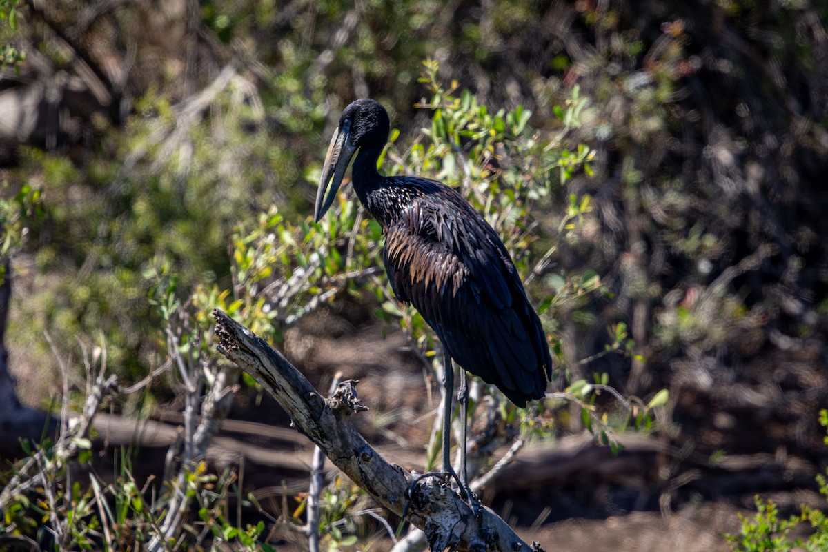 Matxardamoko beltza - ML645758455