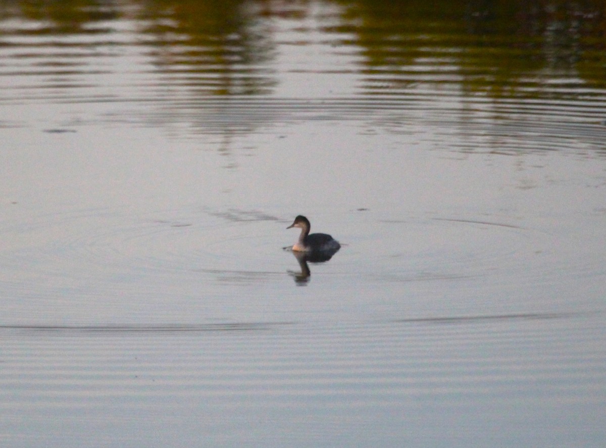 Eared Grebe - ML645758469