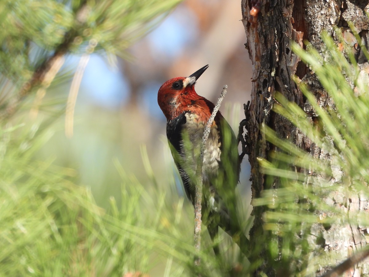 Red-breasted Sapsucker - ML645758476
