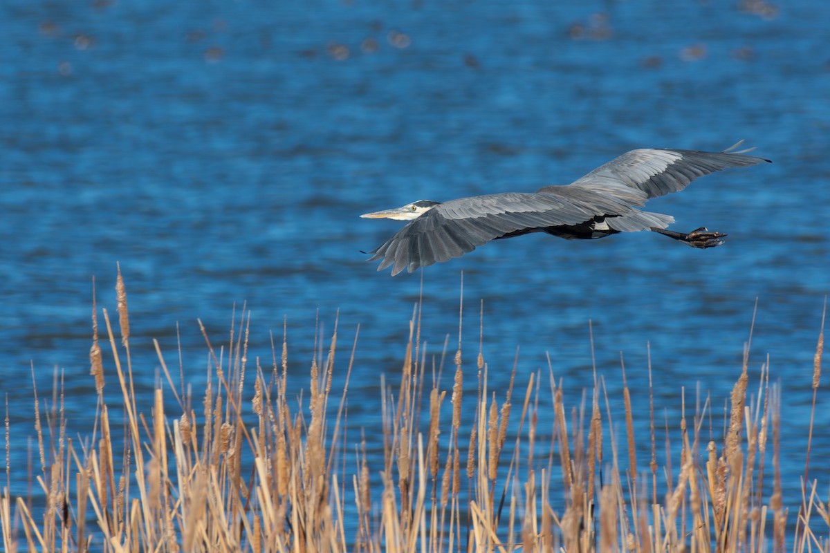 volavka velká - ML645758485