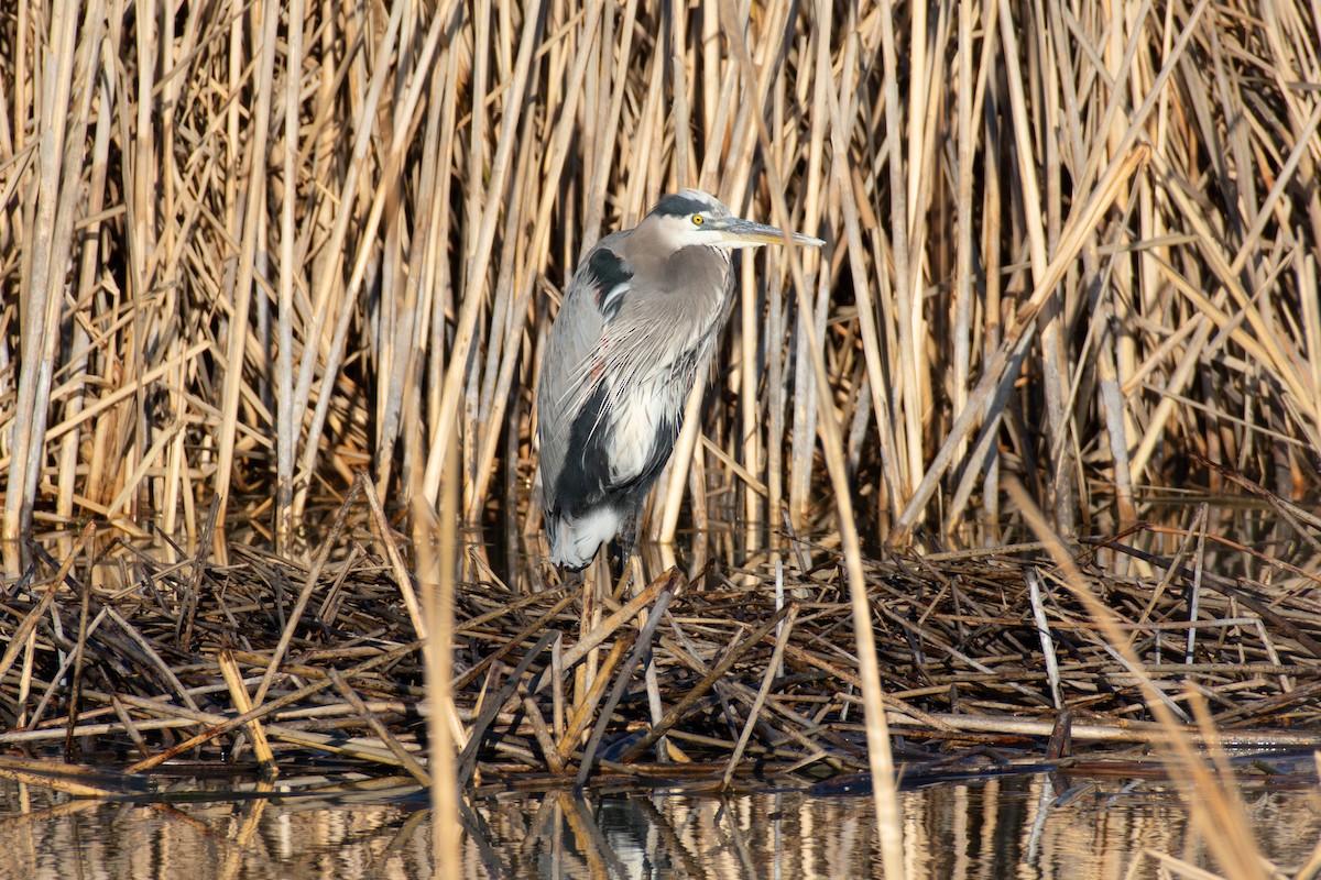 volavka velká - ML645758486