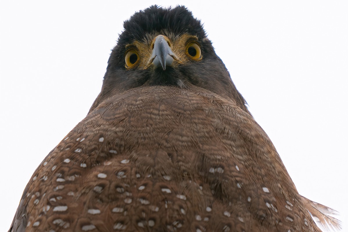 Хохлатый змееяд - ML645758495