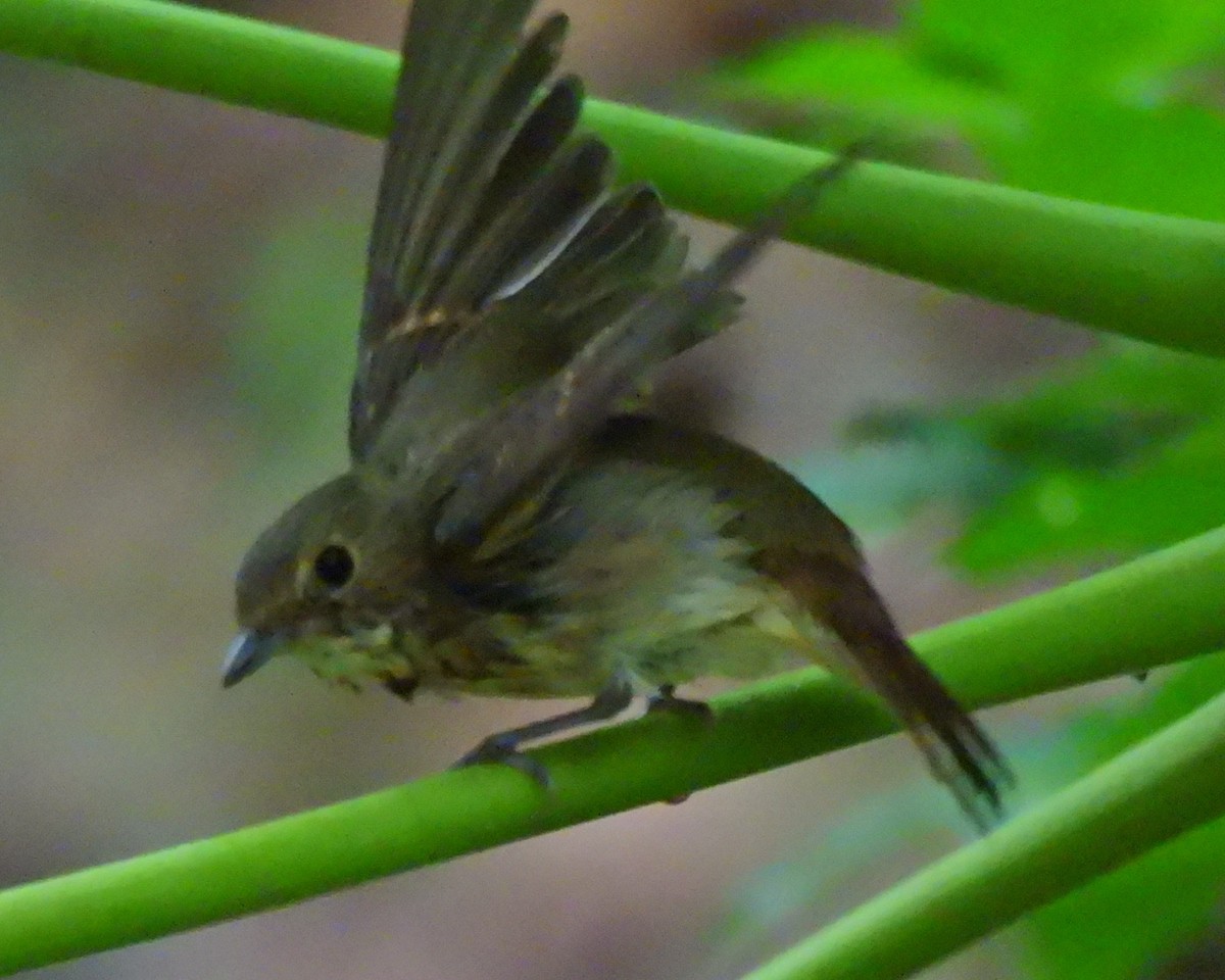 黃眉黃鶲 - ML645758507
