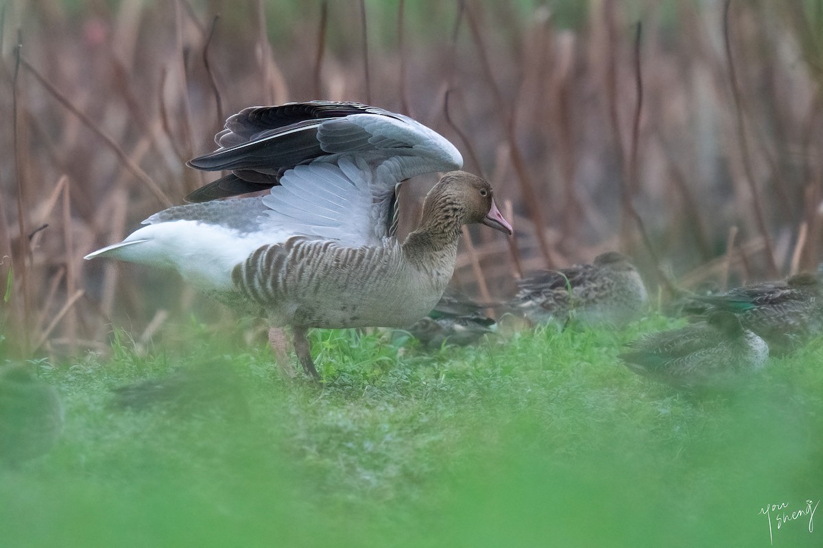 Graylag Goose - ML645758508