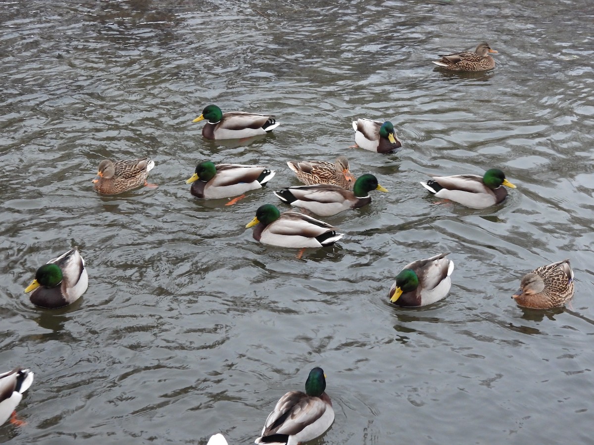 Mallard - ML645758512