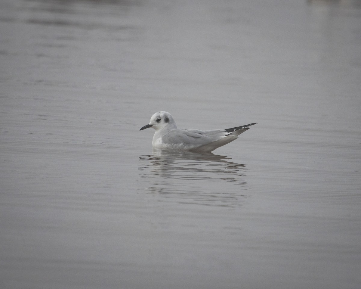 racek Bonapartův - ML645758513