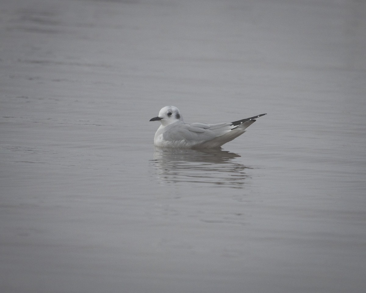 racek Bonapartův - ML645758514