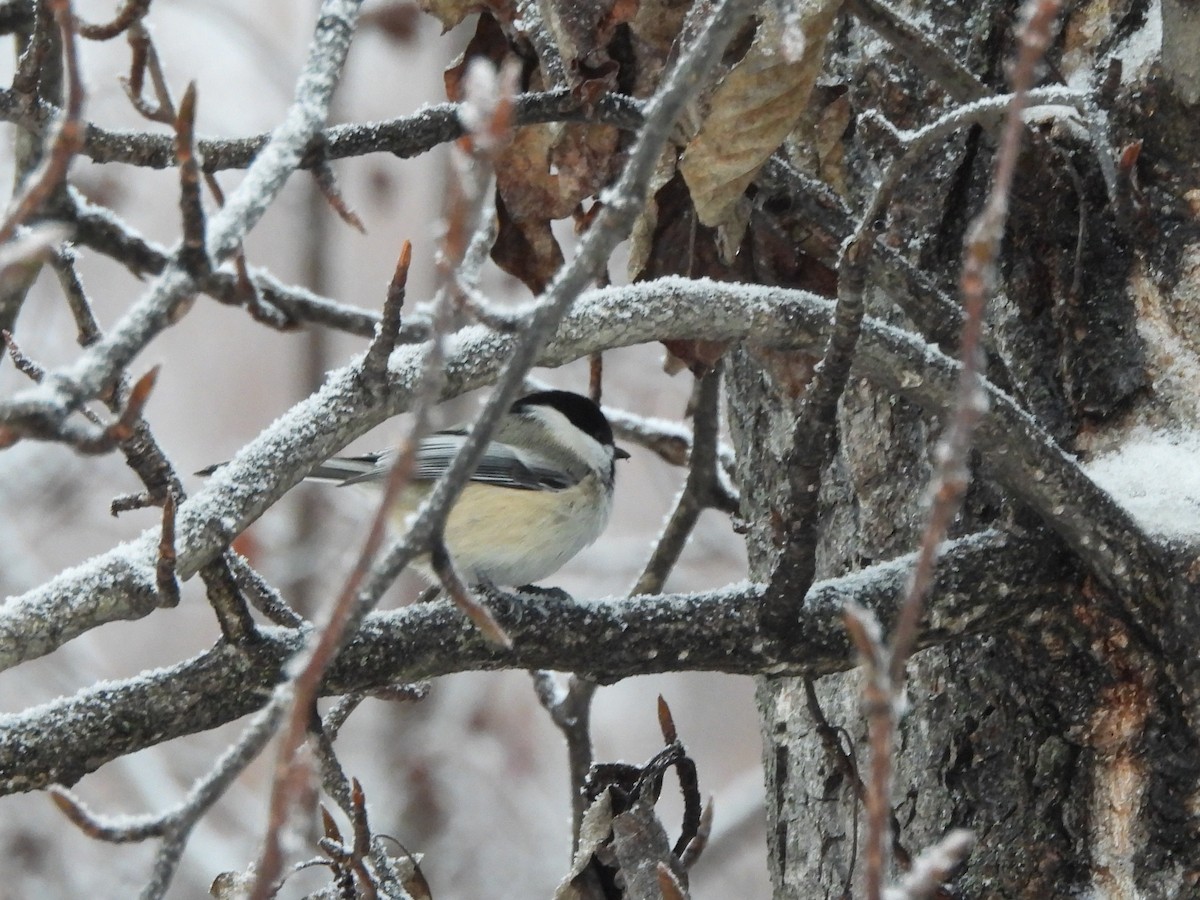 Гаїчка світлокрила - ML645758519