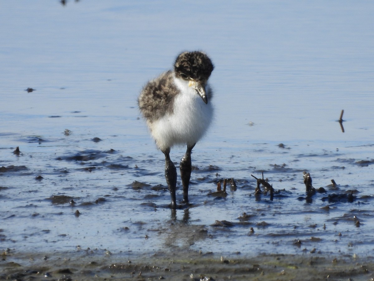 Hegabera maskaraduna - ML645758528