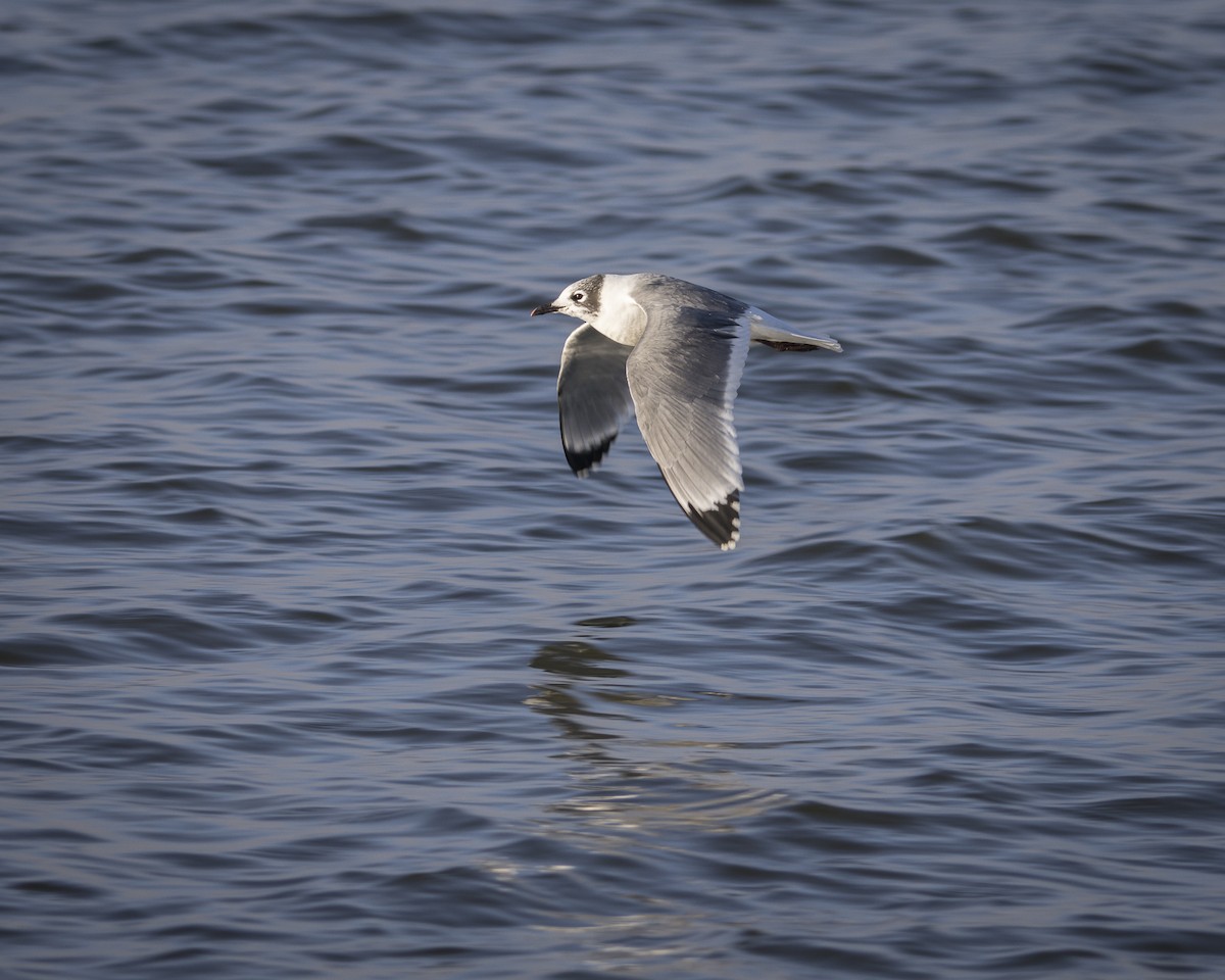 racek vnitrozemský - ML645758535