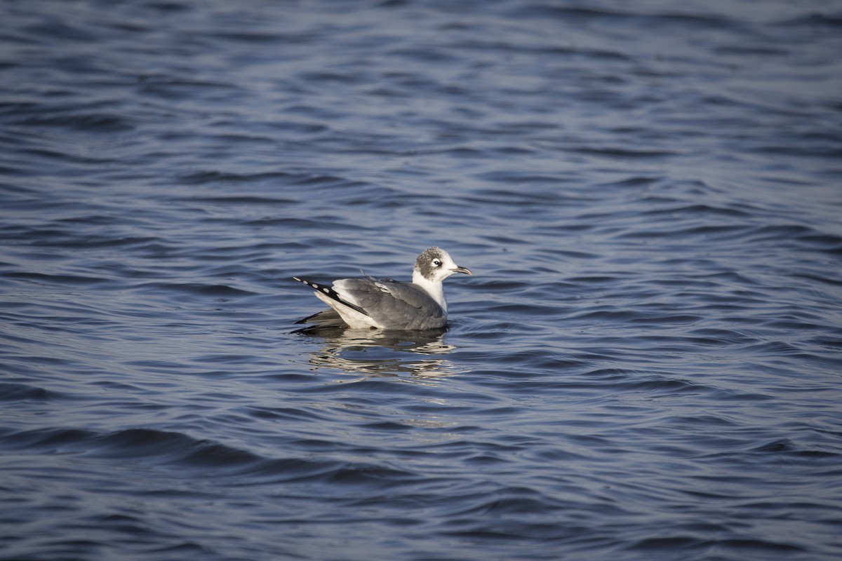 racek vnitrozemský - ML645758536