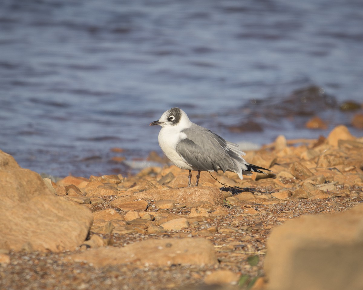 racek vnitrozemský - ML645758538