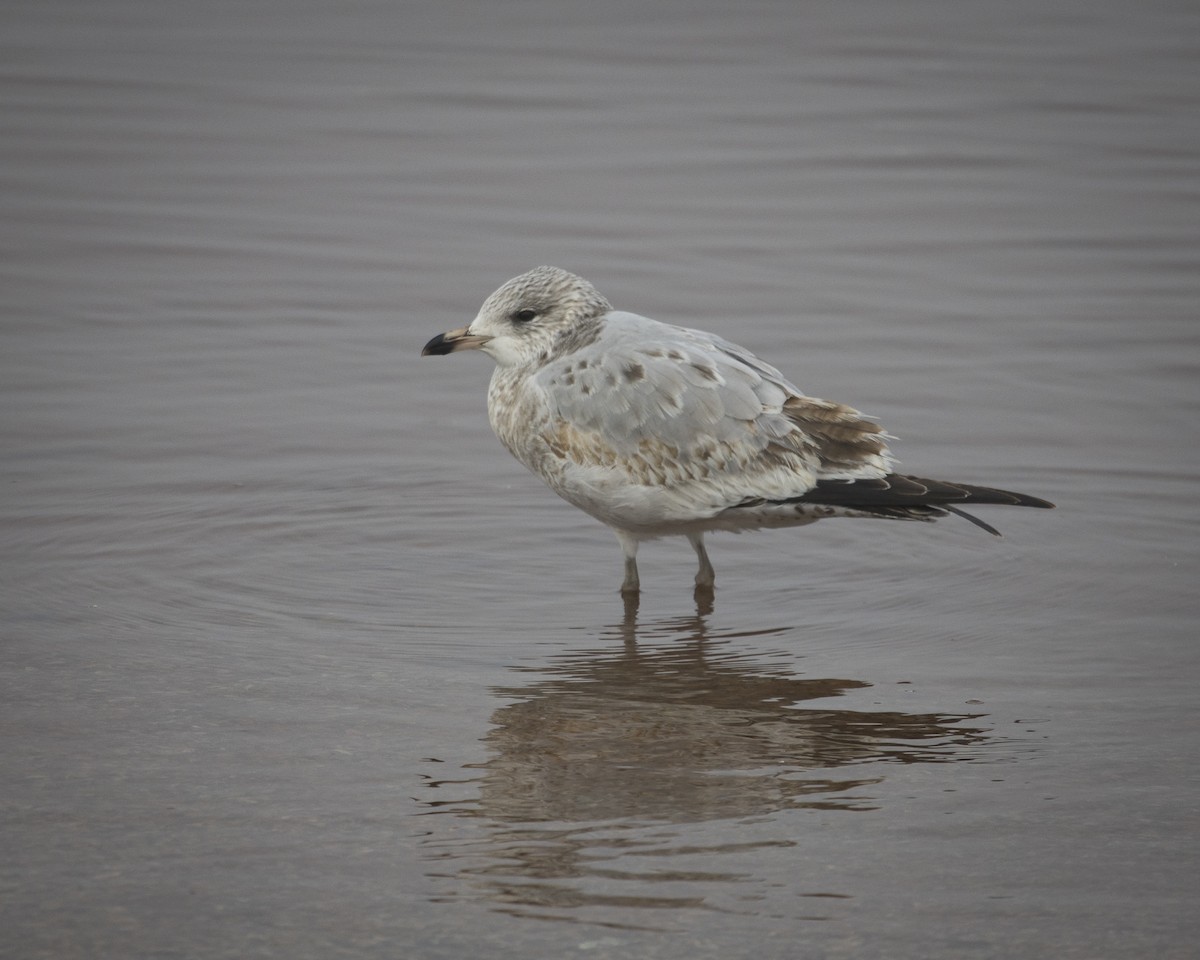 racek kroužkozobý - ML645758540