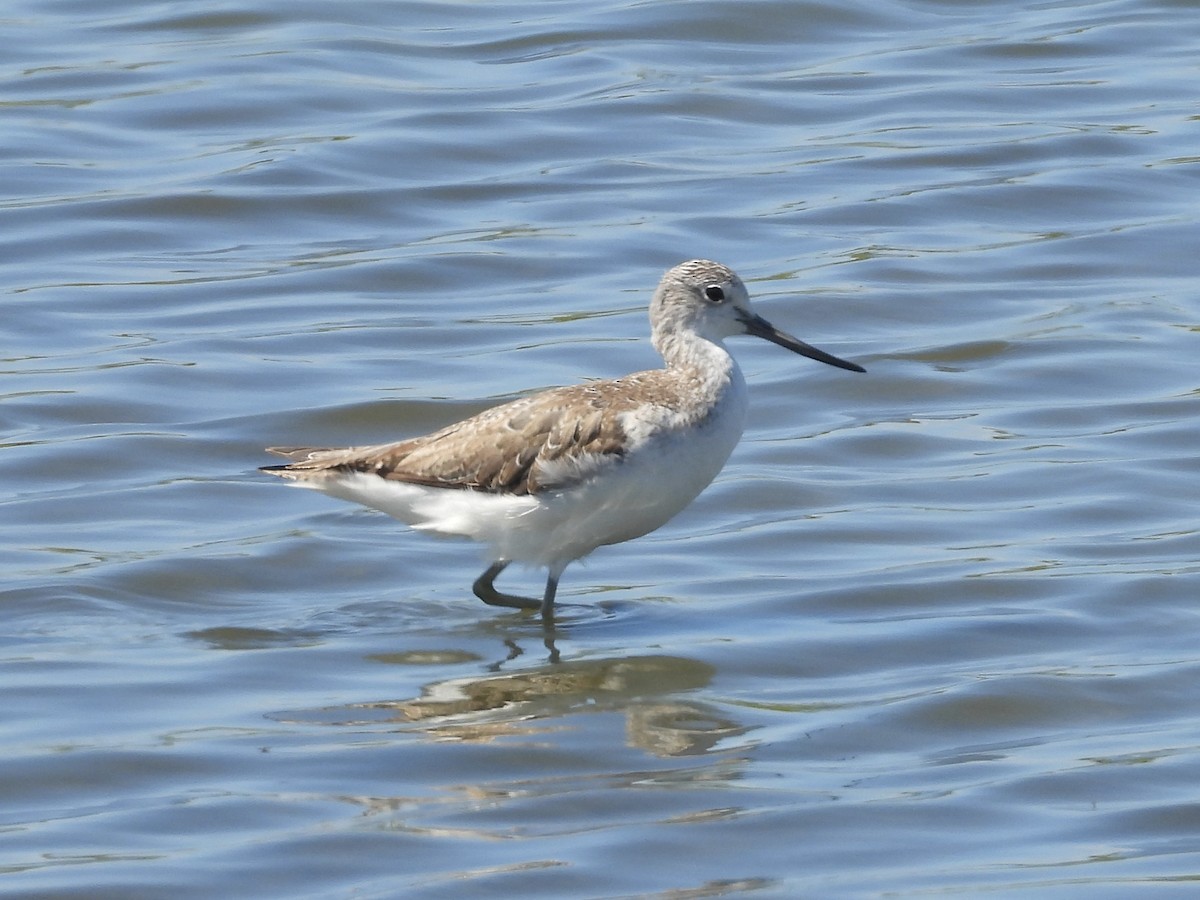 Common Greenshank - ML645758541