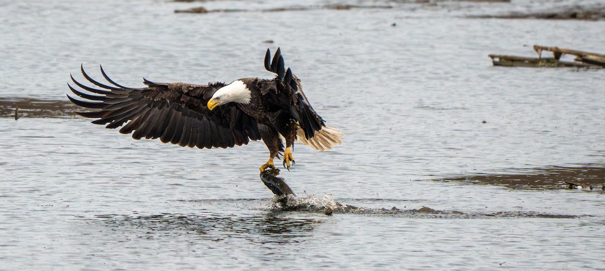 Bald Eagle - ML645758544