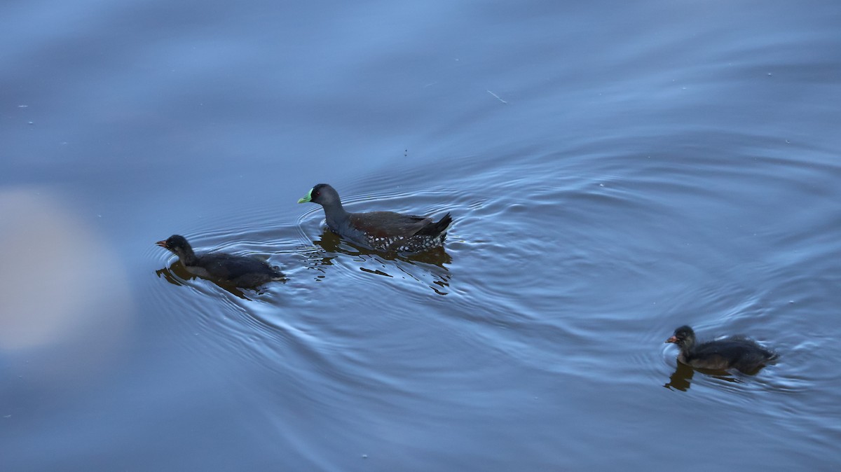 Spot-flanked Gallinule - ML645758551