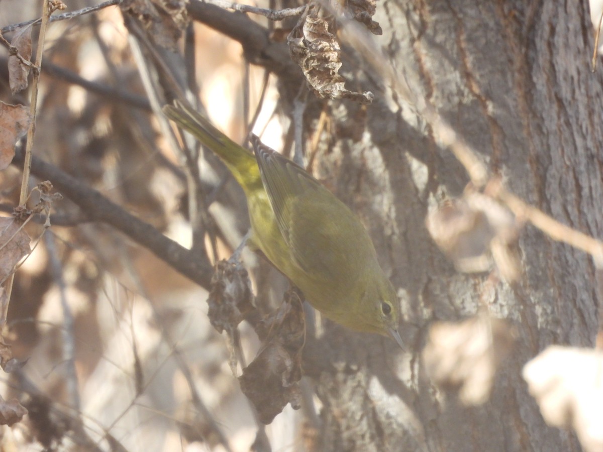 Orange-crowned Warbler - ML645758554